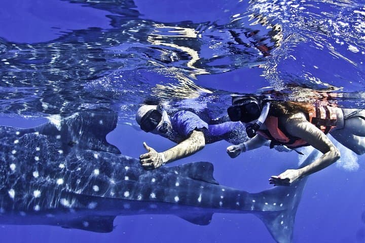 Whale Shark Swim and Isla Mujeres Day Trip from Playa del Carmen photo 2