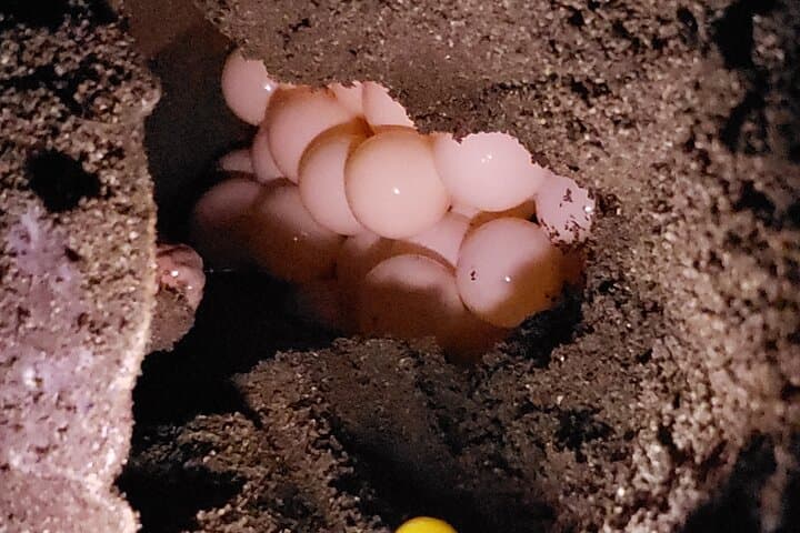 Tortuguero Green Turtle Nesting Night Tour — Guided Beach Experience