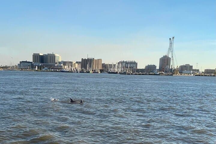 Pier 21 Dolphin Watching Cruise — 45-Minute Baywatch Dolphin Tours in Galveston photo 3