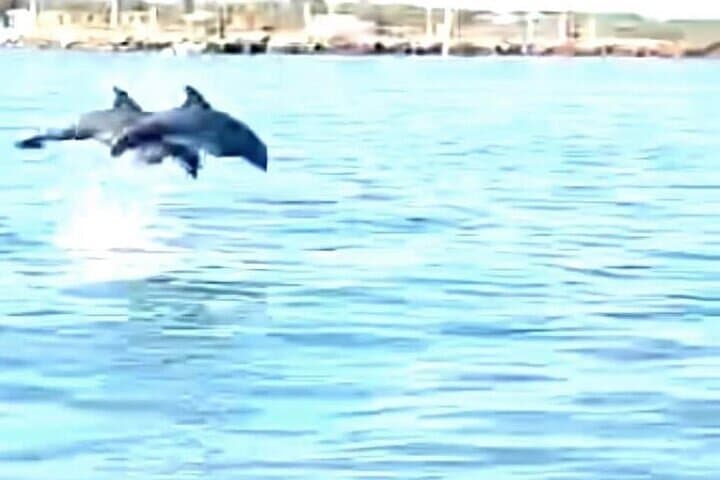 Pier 21 Dolphin Watching Cruise — 45-Minute Baywatch Dolphin Tours in Galveston photo 2