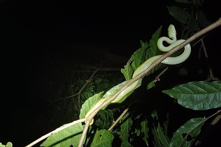 Monteverde Night Walks — Wildlife After Dark in Costa Rica's Cloud Forest