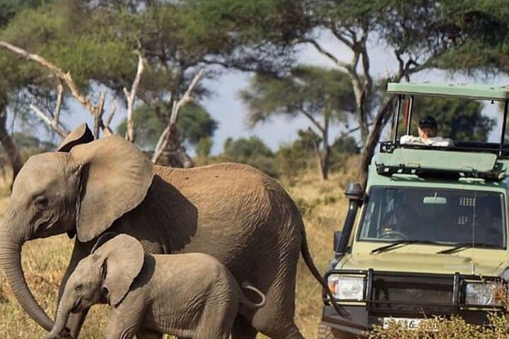 4-Day Ol Pejeta, Aberdare & Solio Ranch Safari by 4x4 Jeep photo 3