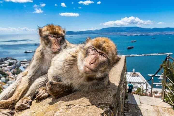 Gibraltar Pass: The Ultimate One-Day Ticket to the Rock’s Top Sights photo 3