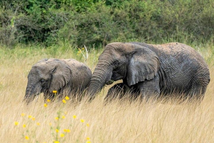 Murchison Falls 2-Day Safari: Nile Boat Cruise, Waterfall Hike & Sunrise Game Drive photo 6