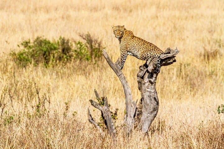 7-Day Uganda Big 5 Safari: Murchison, Kidepo & Sipi Falls Adventure photo 4