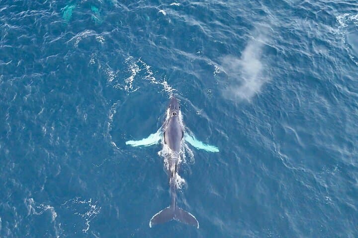 Alta Fjord Whale Watching: Heated Boat Tours for Orcas and Humpbacks photo 1