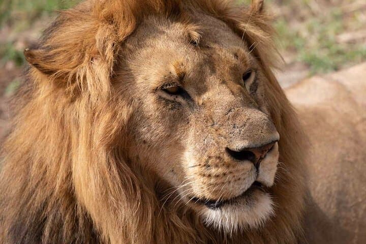 5-Day Wildlife Safari in Amboseli and Tsavo West National Parks: A Practical Guide photo 3