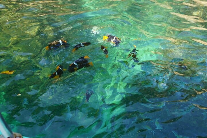 Snorkeling Puerto Vallarta: Private Half-Day to Animas, Colomitos & Los Arcos photo 4