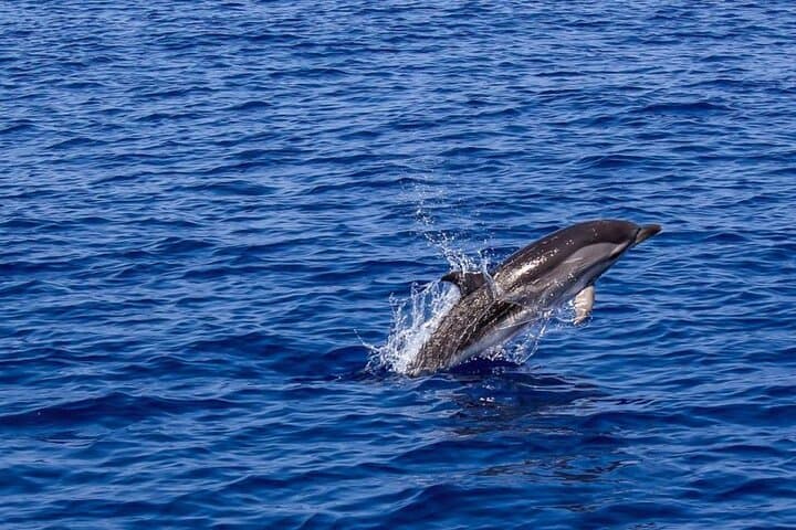 Pula Dolphin-Watching Sunset Cruise with Dinner and Brijuni Views