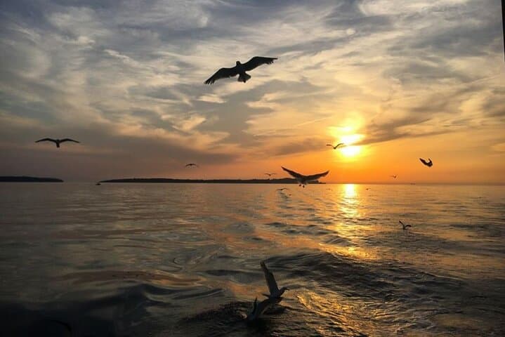 Pula Dolphin-Watching Sunset Cruise with Dinner and Brijuni Views photo 5