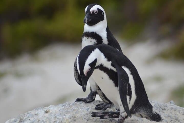 Cape Peninsula Private Tour: Table Mountain, Cape Point & Boulders Penguin Colony photo 2