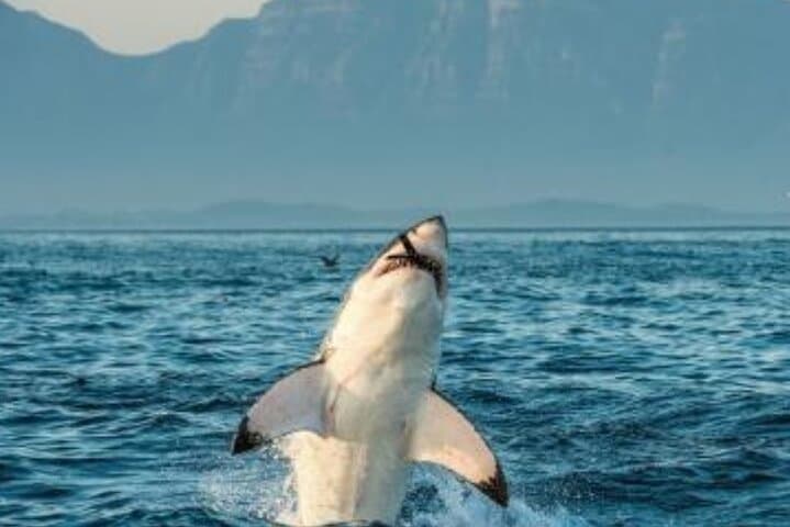 Cape Peninsula Private Tour: Table Mountain, Cape Point & Boulders Penguin Colony photo 3