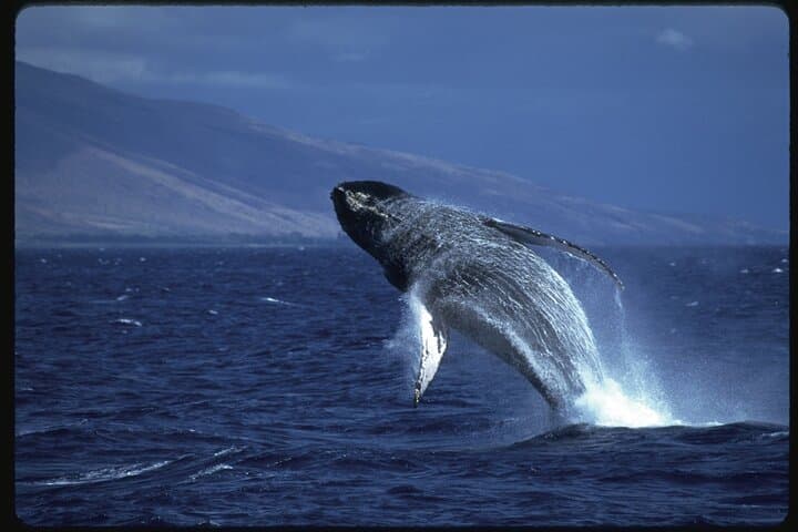 Maui Whale Watch from Lahaina Harbor: 2-Hour Humpback Experience photo 5