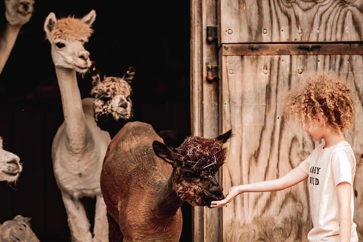 Alpaca and Llama Encounter at Jenny Jump: Guided Walk & Meet-and-Greet
