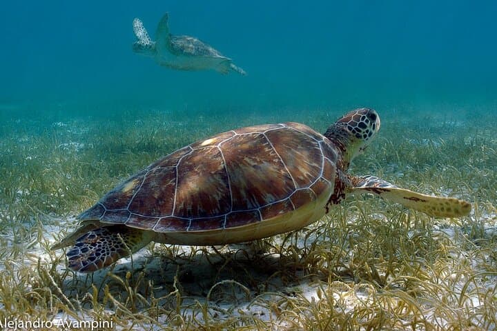 Akumal Bay Turtle Snorkel: Swim with Sea Turtles in the Mexican Caribbean