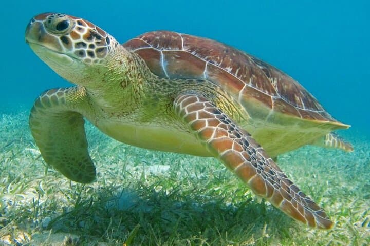 Semiprivate Snorkel with Sea Turtles and a Majestic Tulum Cenote photo 4