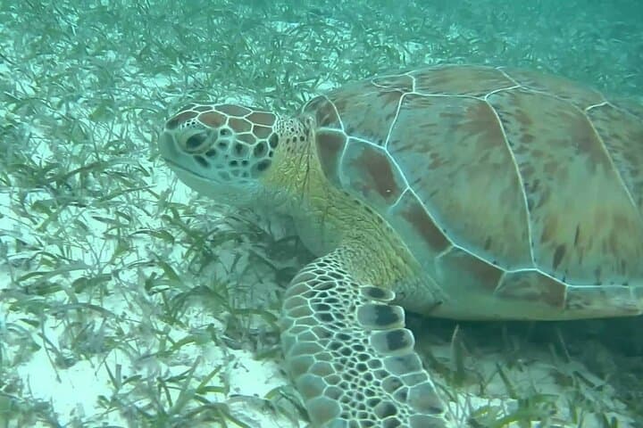 Akumal Bay Turtle Snorkel: Swim with Sea Turtles in the Mexican Caribbean photo 4