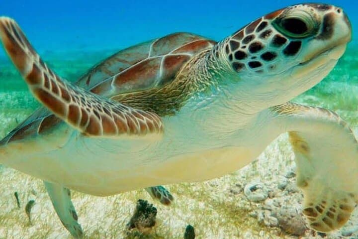 Akumal Bay Turtle Snorkel: Swim with Sea Turtles in the Mexican Caribbean photo 5