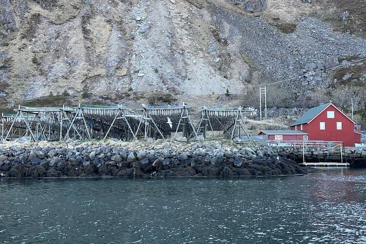 Private 4-Hour Boat Sightseeing in Leknes, Lofoten — Exclusive Small-Group Tour photo 6