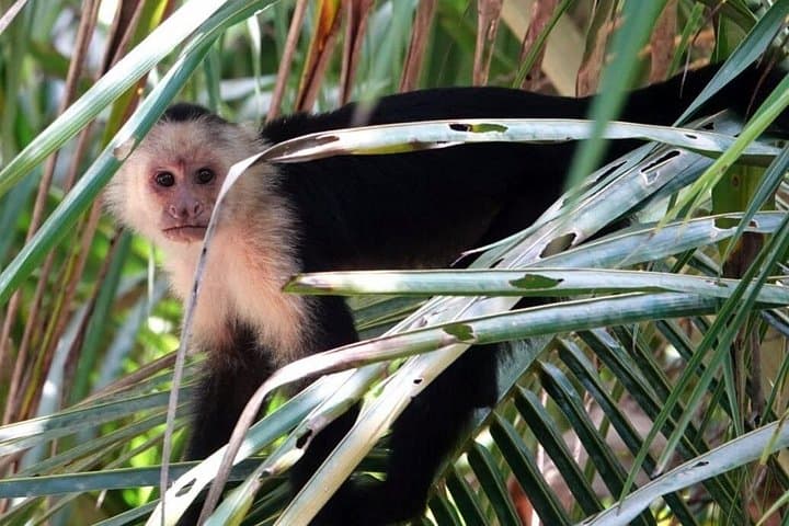 Cahuita National Park Day Tour: Bribri Chocolate, Wildlife & Waterfall Swim photo 2