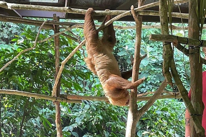 Gamboa Sloth Sanctuary and Monkey Island: Half-Day Wildlife & Canal Boat Tour photo 3