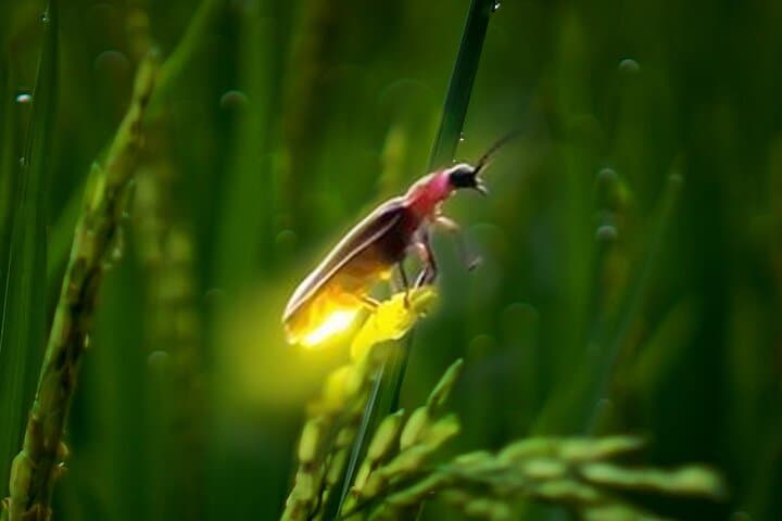 Ubud Village Firefly Night Tour & Balinese Farm Cooking Experience photo 5