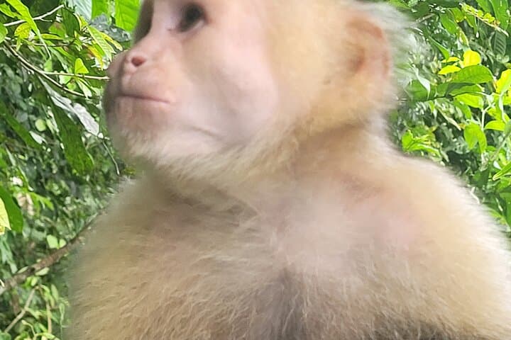 Gamboa Sloth Sanctuary and Monkey Island: Half-Day Wildlife & Canal Boat Tour photo 6