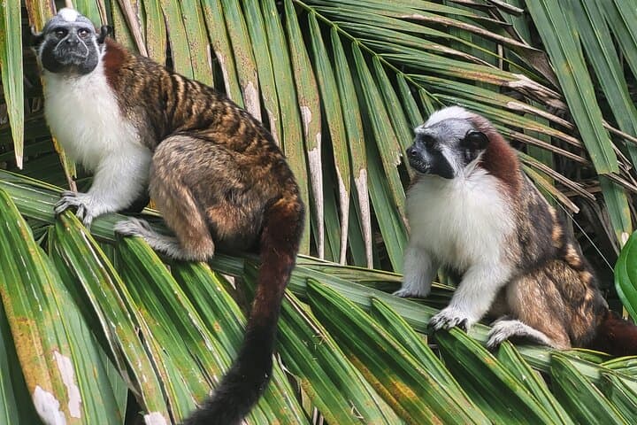 Gamboa Sloth Sanctuary and Monkey Island: Half-Day Wildlife & Canal Boat Tour