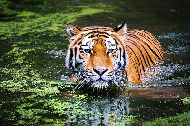 7-Day Golden Triangle Tour: Taj Mahal, Ranthambore Tiger Safaris & Udaipur photo 2