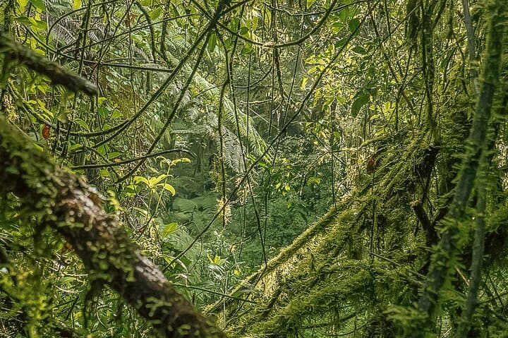 Kilimanjaro Lemosho Route: 10-Day Private Trek to Uhuru Peak photo 3