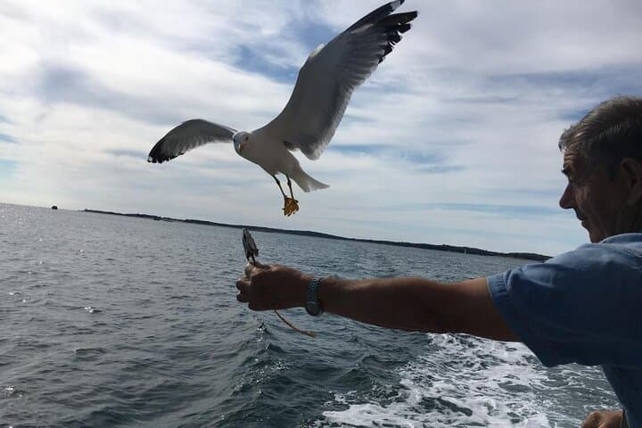 Pula Dolphin-Watching Sunset Cruise with Dinner and Brijuni Views photo 6