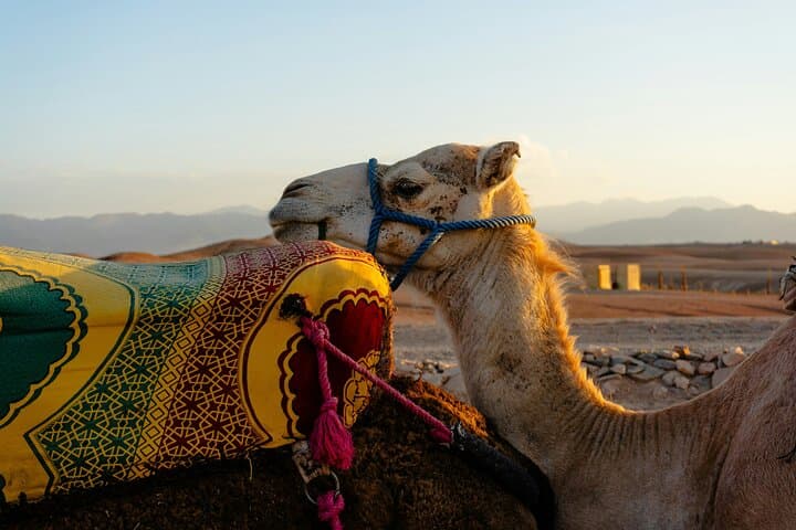 Sunset Camel Ride and Luxury Dinner in Agafay Desert photo 3