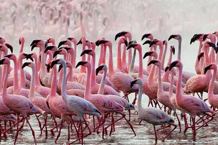 Day Trip to Lake Baringo: Flamingos, Hippos & Rift Valley Shoreline
