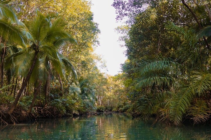 Manuel Antonio Mangrove Kayak Tour — Paddle Through Quepos Estuary photo 5