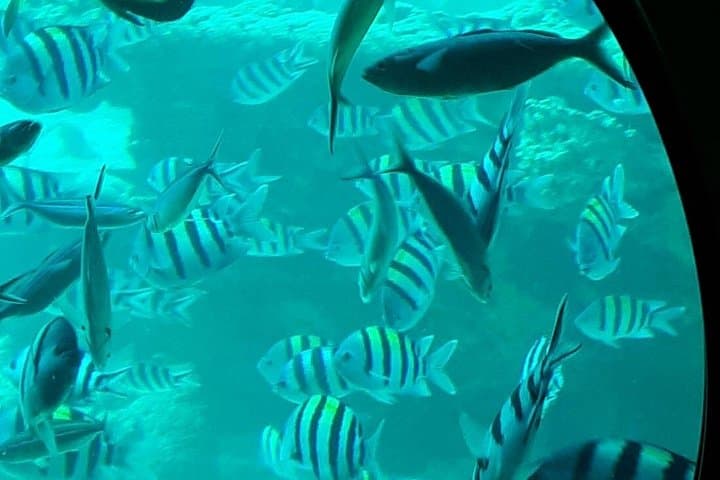 Semi-Submarine Coral Cruise in Sharm El Sheikh — 2-Hour Sea Scope Experience photo 3