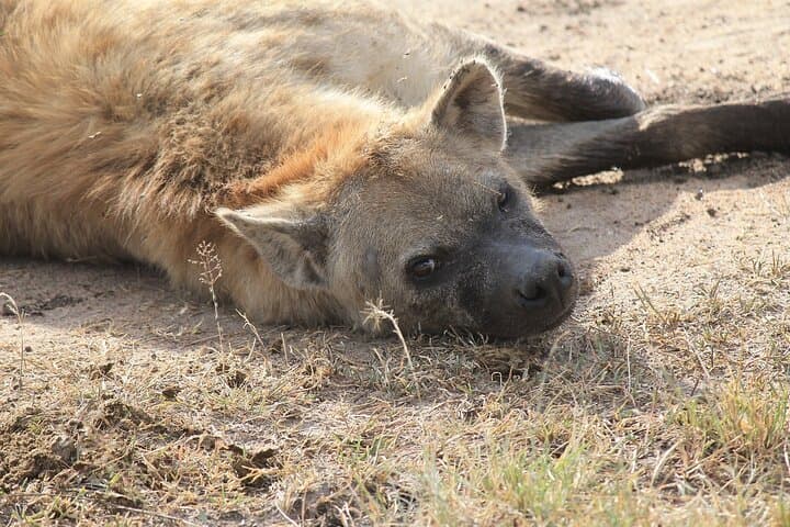 3-Day Safari from Diani: Tsavo East, Amboseli & Tsavo West Big-Five Loop photo 3