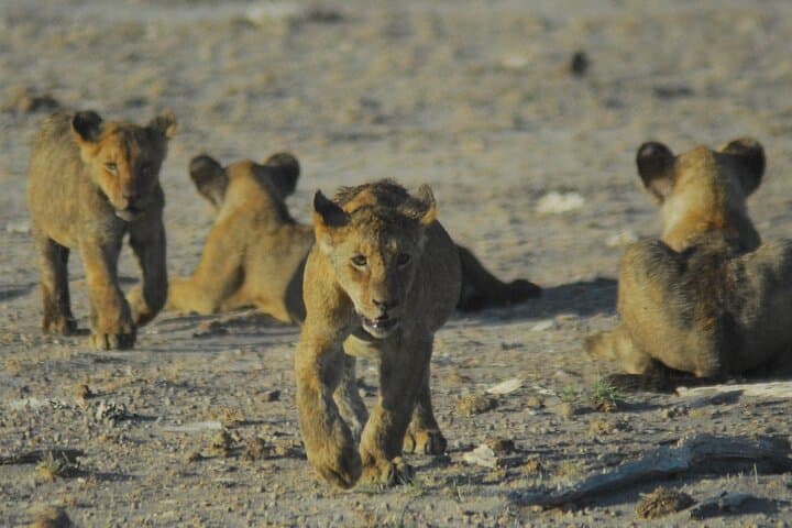 3-Day Safari from Diani: Tsavo East, Amboseli & Tsavo West Big-Five Loop photo 5