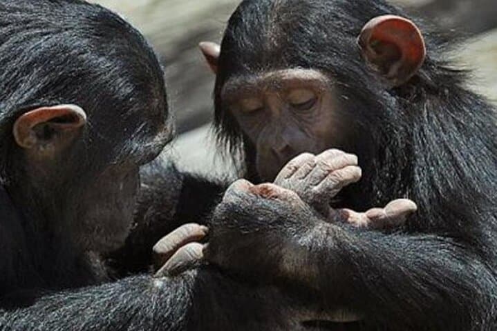 Ol Pejeta Conservancy & Mount Kenya Overnight Safari and Hike photo 2