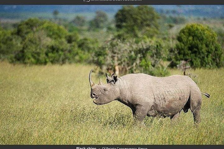 3-Day Ol Pejeta & Samburu Big Five Safari — Northern Kenya Wildlife Expedition photo 6