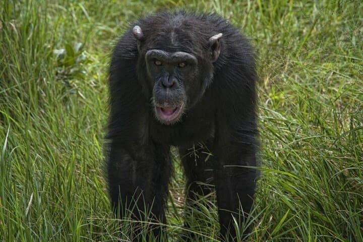3-Day Ol Pejeta & Samburu Big Five Safari — Northern Kenya Wildlife Expedition photo 5