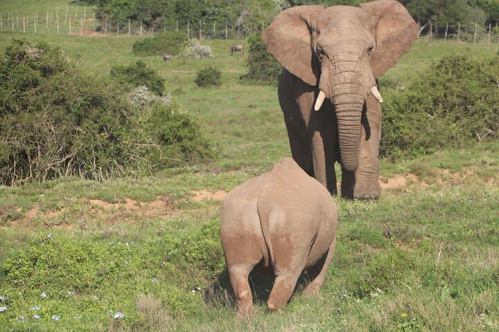 Schotia Private Game Reserve Safari — Addo Big Five Game Drive from Port Elizabeth