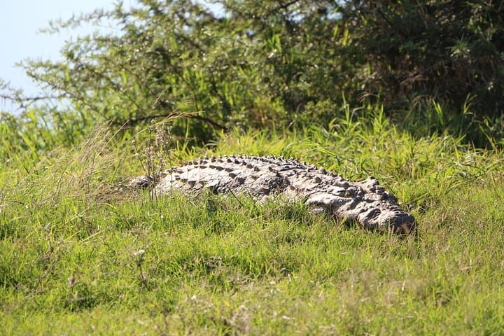 Schotia Private Game Reserve Safari — Addo Big Five Game Drive from Port Elizabeth photo 2