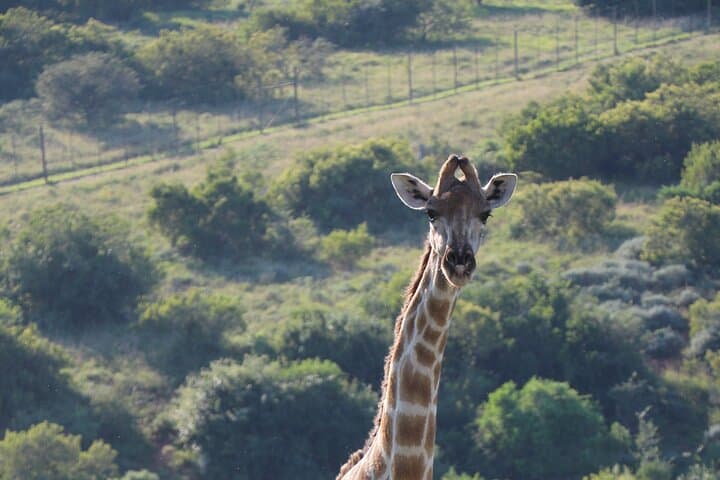 Schotia Private Game Reserve Safari — Addo Big Five Game Drive from Port Elizabeth photo 3