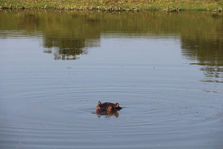 Schotia Private Game Reserve Safari — Addo Big Five Game Drive from Port Elizabeth photo 4