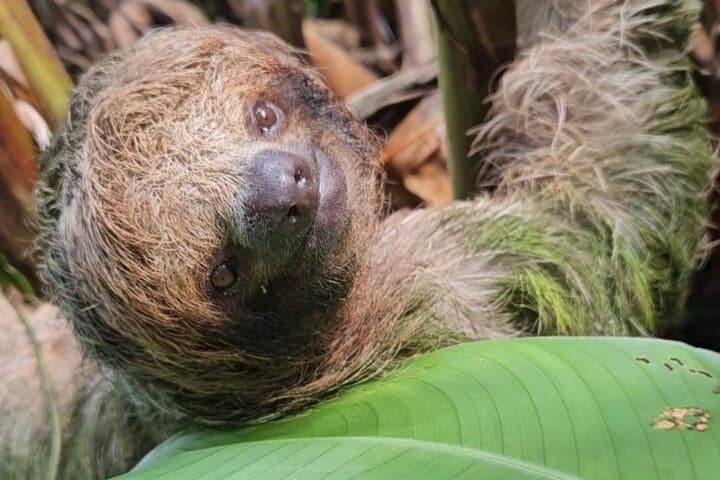 Sloth Discovery & Río Celeste: Coffee and Cacao Day Trip from Playa del Coco photo 4