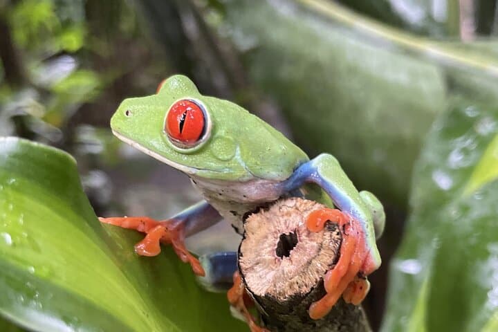Sloth Discovery & Río Celeste: Coffee and Cacao Day Trip from Playa del Coco photo 3