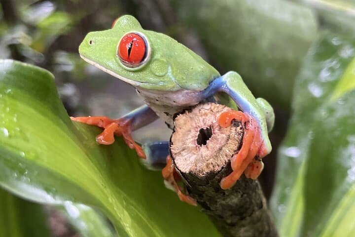 Rio Celeste Waterfall & Sloth Discovery — Tenorio Volcano National Park Day Tour photo 4