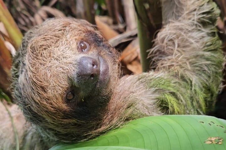 Rio Celeste Waterfall & Sloth Discovery — Tenorio Volcano National Park Day Tour photo 3