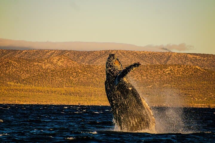 5-Day Baja Whale Safari: Gray Whales, Humpbacks & Whale Shark Snorkel photo 1