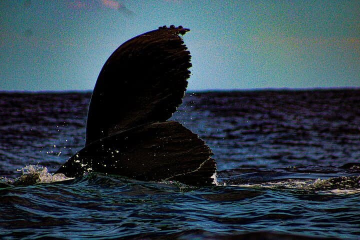 5-Day Baja Whale Safari: Gray Whales, Humpbacks & Whale Shark Snorkel photo 3